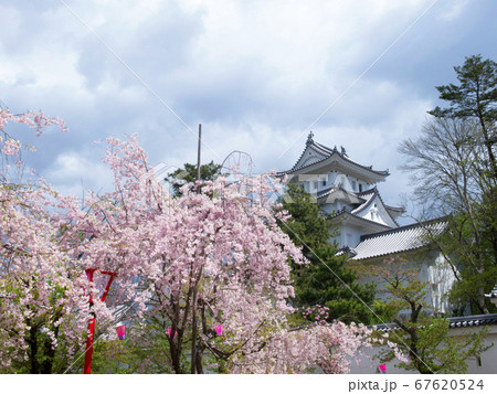 岐阜県大垣市　桜と大垣城 67620524
