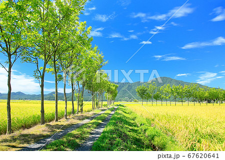 夏井のハザ木と弥彦山の写真素材