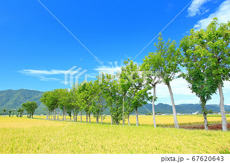 夏井のハザ木と弥彦山の写真素材