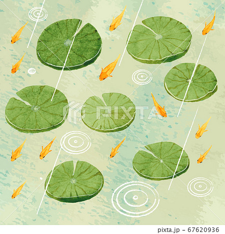 雨にうきくさとヒメダカ 67620936