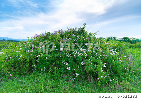 ツクシイバラの花 67621283