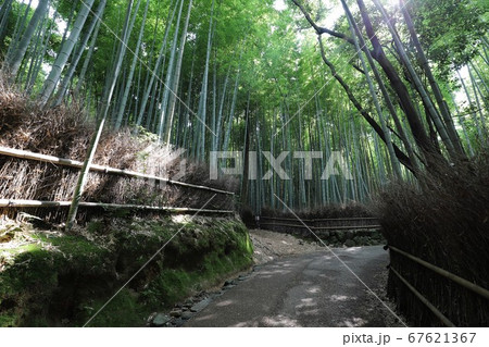 嵐山 竹林の小径 嵐山 竹林の小径 67621367