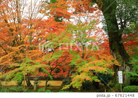 京都・西山「十輪寺」大樟樹と紅葉 67621448