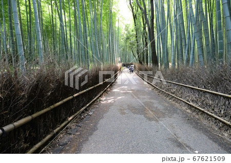嵐山 竹林の小径 嵐山 竹林の小径 67621509