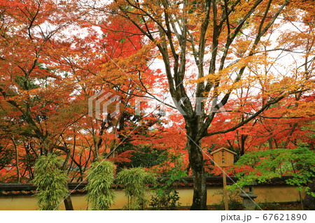 京都・西山「十輪寺」紅葉風景 67621890