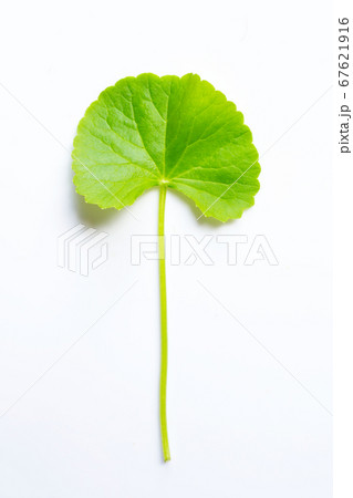 Leaf of gotu kola on white background, Herb and 67621916