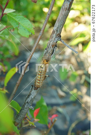 庭の害虫 マイマイガの毛虫 庭の害虫 マイマイガの毛虫 67622173