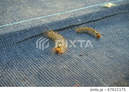 庭の害虫 マイマイガの毛虫の写真素材