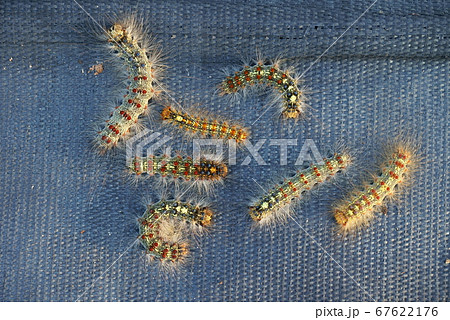 庭の害虫 マイマイガの毛虫 庭の害虫 マイマイガの毛虫 67622176