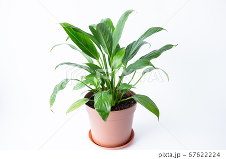 明るい綺麗な観葉植物 スパティフィラム 白背景の写真素材