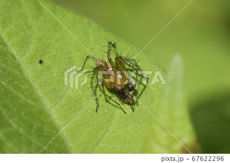 ササグモ 67622296