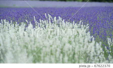 3種のラベンダーに囲まれて　 67622370