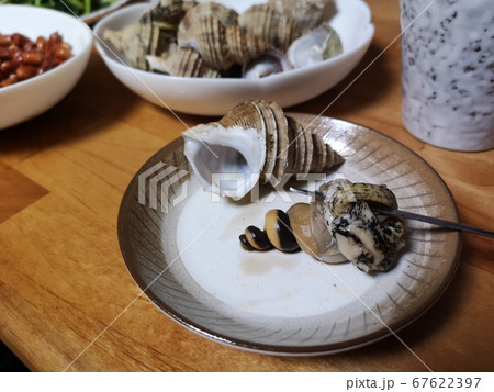 つぶ貝（横） 67622397