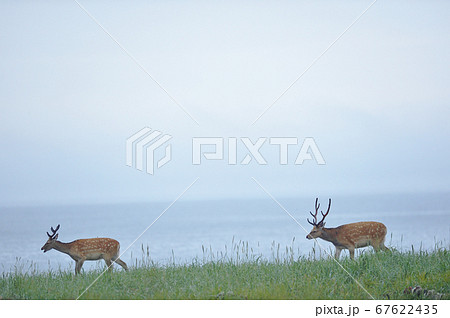 海岸を歩くエゾシカ(北海道・道東) 海岸を歩くエゾシカ(北海道・道東) 67622435