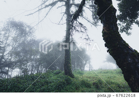 Trees and green forest entrances in the rainy Trees and green forest entrances in the rainy 67622618