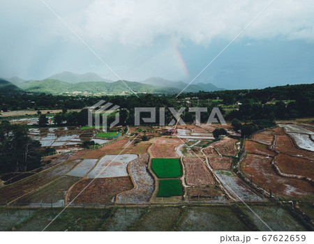Rice fields in the evening after the rain 67622659