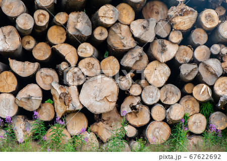 Wooden logs of pine woods in the forest. Chopped Wooden logs of pine woods in the forest. Chopped 67622692