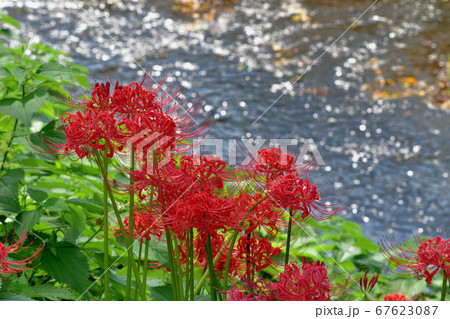 川沿いに咲く曼珠沙華 彼岸花 の写真素材