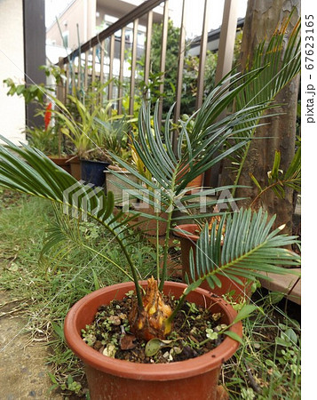 ソテツ苗木 （3/13撮影 現品！蘇鉄◇ソテツ・8号植え◇そてつ