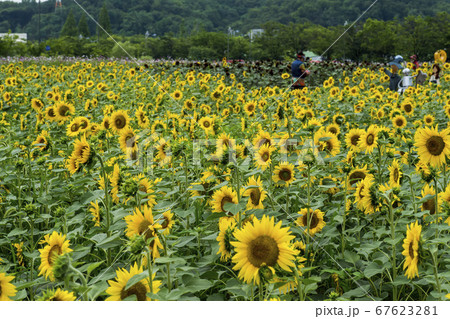 花 花畑 ヒマワリ 67623281