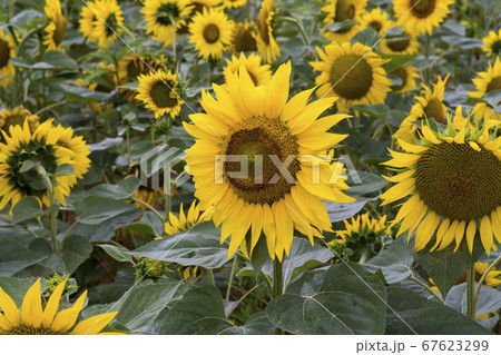 花 花畑 ヒマワリ 67623299