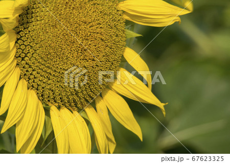 花 花畑 ヒマワリ 67623325