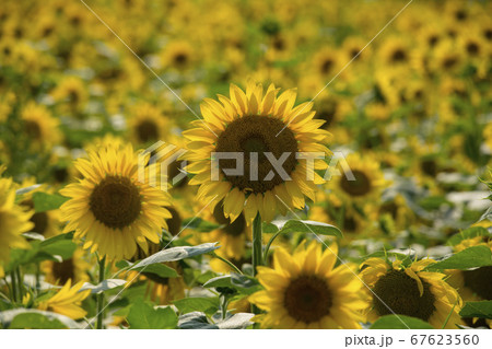 ヒマワリ 花 花畑 67623560