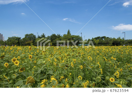 ヒマワリ 花 花畑 67623594