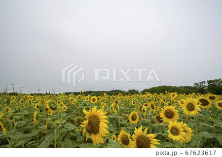 ヒマワリ 花 花畑 67623617