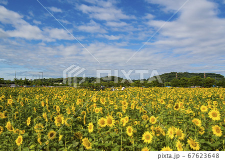 ヒマワリ 花 花畑 67623648