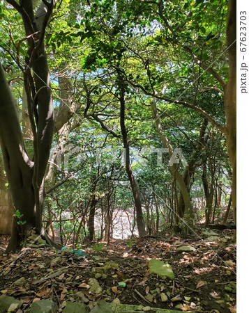 森林浴 森林浴 67623703