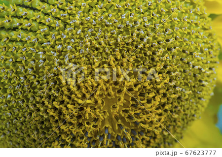 花 花畑 ヒマワリ 67623777