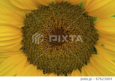 花 花畑 ヒマワリ 67623804