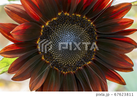 花 花畑 ヒマワリ 67623811