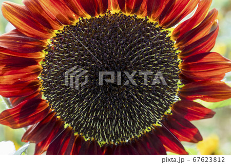 植物 花 花畑 67623812