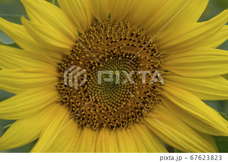 花 花畑 ヒマワリ 67623823