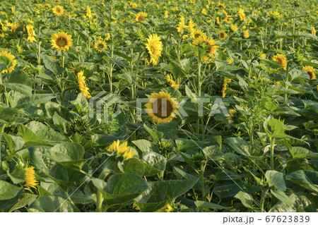 花 花畑 ヒマワリ 67623839