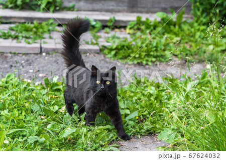 Black kitten on the grass of a home yard 67624032
