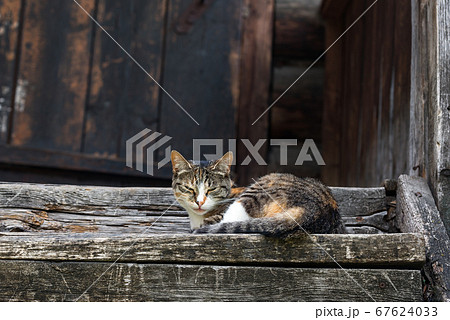 A multi-colored kitten basks in the sun on the 67624033