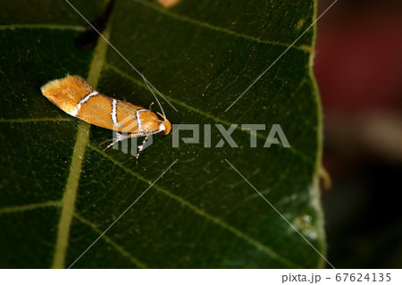 生き物 昆虫 シロスジベニマルㇵキバガ、六月。クヌギの葉の上に派手な小さなガ 生き物 昆虫 シロスジベニマルㇵキバガ、六月。クヌギの葉の上に派手な小さなガ 67624135