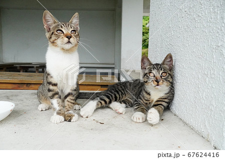 野良猫兄弟楽しいくつろぎの時間 野良猫兄弟楽しいくつろぎの時間 67624416