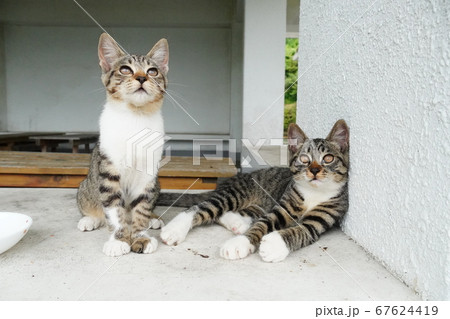 野良猫兄弟楽しいくつろぎの時間 67624419