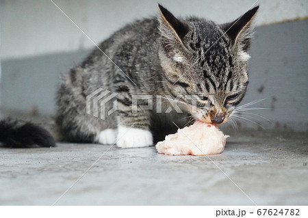 鶏の生肉を食べる野良猫子猫 67624782
