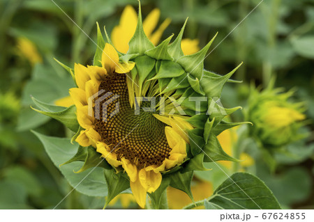 花 花畑 ヒマワリ 67624855