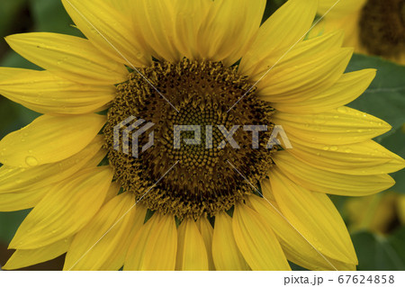花 花畑 ヒマワリ 67624858