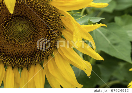 花 花畑 ヒマワリ 67624912