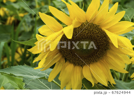 花 花畑 ヒマワリ 67624944