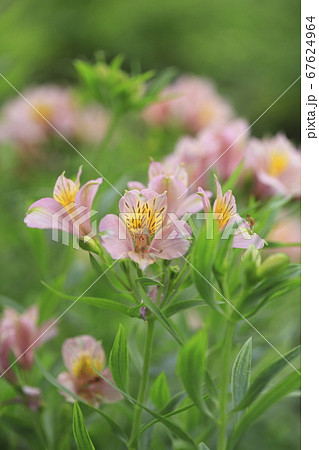 アルストロメリア の花　 67624964