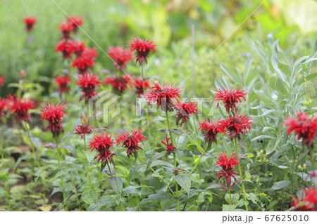 ケンブリッジスカーレットベルガモット（ハーブ） 67625010