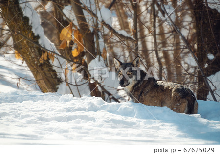 young italian wolf in the snow 67625029